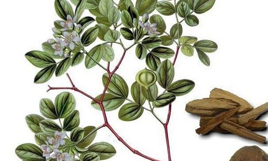 安息香精油的功效與作用是什么?