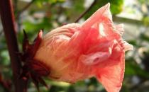 幾招讓你在夏季預防蚊蟲叮咬