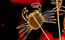 麥芽糖的簡介 麥芽糖怎么做？