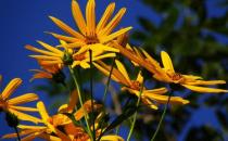 鬼子姜是什么？鬼子姜的功效