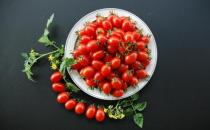 圣女果是不是轉基因蔬菜？