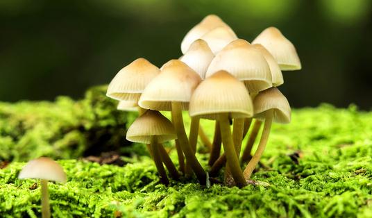 食物里含有毒物質(zhì)怎么辦?