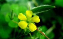 吃什么食物有涼血效果？