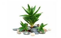 吃菠蘿有助促進消化？這些誤區別再信啦！