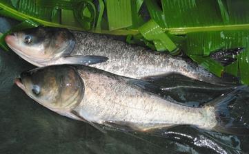 【鳙魚】_鳙魚的營養價值,鳙魚怎么做好吃,鳙魚的做法大全 【鳙魚】_鳙魚的營養價值,鳙魚怎么做好吃,鳙魚的做法大全
