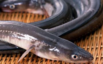 【鰻魚】_鰻魚的營養價值,鰻魚怎么做好吃,鰻魚的做法大全 【鰻魚】_鰻魚的營養價值,鰻魚怎么做好吃,鰻魚的做法大全