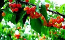 挑選好櫻桃的秘訣