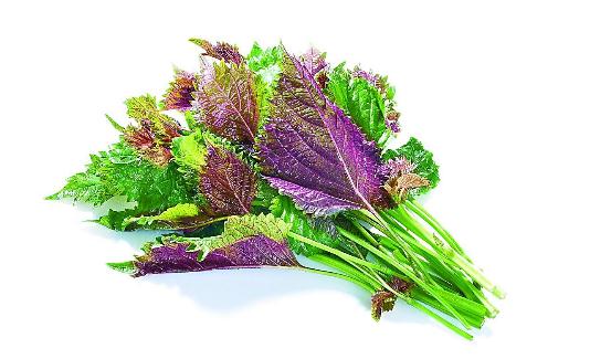 紫蘇的三種吃法幫你安然過夏