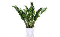 金錢樹可以養在室內嗎？