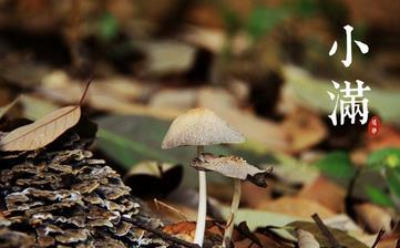 【小滿節氣】小滿是幾月幾日_小滿吃什么_小滿養生_小滿是什么意思 【小滿節氣】小滿是幾月幾日_小滿吃什么_小滿養生_小滿是什么意思