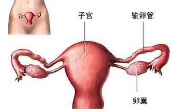 【卵巢】卵巢常識_保養卵巢的最好方法_卵巢保養吃什么等知識 【卵巢】卵巢常識_保養卵巢的最好方法_卵巢保養吃什么等知識