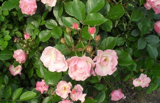 如何養殖山茶花?