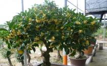 盆栽桂花的養(yǎng)殖方法