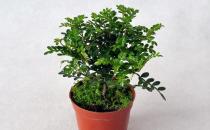 清香木可以放在室內養嗎？