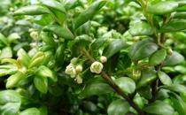 龜甲冬青的養殖方法