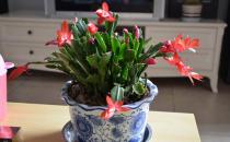 蟹爪蘭什么時候澆水？蟹爪蘭怎么養？