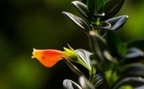 金魚吊蘭什么時候才會開花