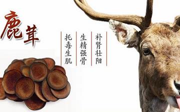 【鹿茸】鹿茸的功效與作用_鹿茸壯陽嗎_鹿茸怎么吃_鹿茸泡酒的作用 【鹿茸】鹿茸的功效與作用_鹿茸壯陽嗎_鹿茸怎么吃_鹿茸泡酒的作用