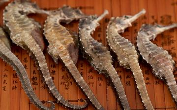 【海馬】海馬的功效與作用和食用方法_海馬的藥用價值_海馬怎么吃最好 【海馬】海馬的功效與作用和食用方法_海馬的藥用價值_海馬怎么吃最好