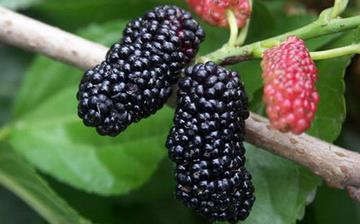 【桑葚】桑葚的功效與作用_桑葚上火嗎_桑葚怎么吃_桑葚是什么 【桑葚】桑葚的功效與作用_桑葚上火嗎_桑葚怎么吃_桑葚是什么