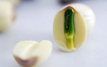 【蓮心】蓮心的功效和作用_蓮心泡水能經常喝嗎_蓮子的副作用和禁忌 【蓮心】蓮心的功效和作用_蓮心泡水能經常喝嗎_蓮子的副作用和禁忌