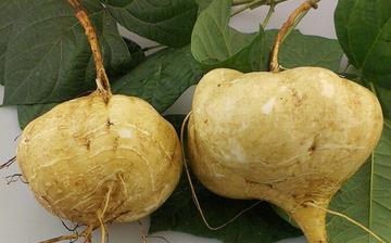 【涼薯】涼薯的功效與作用_涼薯上火嗎_涼薯怎么吃_涼薯是什么 【涼薯】涼薯的功效與作用_涼薯上火嗎_涼薯怎么吃_涼薯是什么