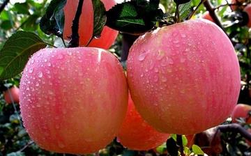 【蘋果】蘋果的功效與作用_蘋果上火嗎_蘋果怎么吃_蘋果的吃法及做法大全 【蘋果】蘋果的功效與作用_蘋果上火嗎_蘋果怎么吃_蘋果的吃法及做法大全