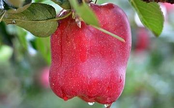 【蛇果】蛇果的功效與作用_吃蛇果上火嗎_蛇果怎么吃_蛇果是什么 【蛇果】蛇果的功效與作用_吃蛇果上火嗎_蛇果怎么吃_蛇果是什么