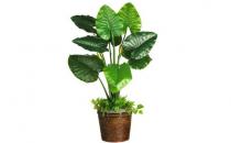 冬天如何種植滴水觀音？