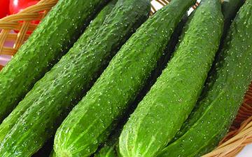 【黃瓜】黃瓜的營養價值_黃瓜怎么做好吃_黃瓜的做法大全_黃瓜食用禁忌 【黃瓜】黃瓜的營養價值_黃瓜怎么做好吃_黃瓜的做法大全_黃瓜食用禁忌