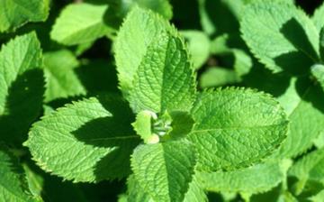 【薄荷葉】薄荷葉的功效與作用_薄荷葉怎么做好吃_薄荷葉的做法大全 【薄荷葉】薄荷葉的功效與作用_薄荷葉怎么做好吃_薄荷葉的做法大全