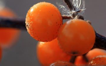 【沙棘】沙棘果_沙棘汁_沙棘的功效與作用_沙棘怎么吃_沙棘是什么_沙棘上火嗎 【沙棘】沙棘果_沙棘汁_沙棘的功效與作用_沙棘怎么吃_沙棘是什么_沙棘上火嗎