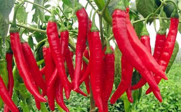 【辣椒】辣椒的營養價值_辣椒怎么做好吃_辣椒的做法大全_孕婦能吃辣椒嗎 【辣椒】辣椒的營養價值_辣椒怎么做好吃_辣椒的做法大全_孕婦能吃辣椒嗎