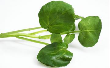 【西洋菜】西洋菜的營養(yǎng)價值_西洋菜怎么做好吃_西洋菜的做法大全 【西洋菜】西洋菜的營養(yǎng)價值_西洋菜怎么做好吃_西洋菜的做法大全