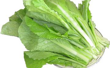 【小白菜】小白菜的營(yíng)養(yǎng)價(jià)值_小白菜怎么做好吃_小白菜的做法大全 【小白菜】小白菜的營(yíng)養(yǎng)價(jià)值_小白菜怎么做好吃_小白菜的做法大全
