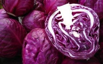 【紫甘藍】紫甘藍的營養(yǎng)價值_紫甘藍怎么做好吃_紫甘藍的做法大全 【紫甘藍】紫甘藍的營養(yǎng)價值_紫甘藍怎么做好吃_紫甘藍的做法大全