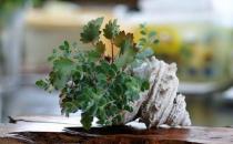 家庭養花需要注意哪些事項？