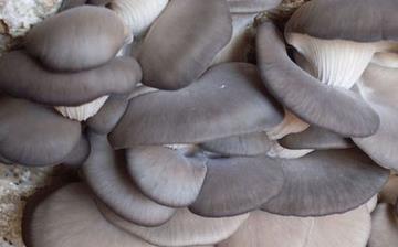 【平菇】平菇的營養(yǎng)價值_平菇怎么做好吃_平菇的做法大全 【平菇】平菇的營養(yǎng)價值_平菇怎么做好吃_平菇的做法大全