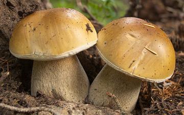 【牛肝菌】牛肝菌的營養價值_牛肝菌怎么做好吃_牛肝菌的做法大全 【牛肝菌】牛肝菌的營養價值_牛肝菌怎么做好吃_牛肝菌的做法大全
