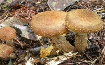 【榛蘑】榛蘑的功效與作用營(yíng)養(yǎng)價(jià)值_榛蘑怎么做好吃_榛蘑的做法大全 【榛蘑】榛蘑的功效與作用營(yíng)養(yǎng)價(jià)值_榛蘑怎么做好吃_榛蘑的做法大全