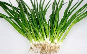 【香蔥】香蔥的營養價值及功效與作用_香蔥怎么做好吃_香蔥的做法大全 【香蔥】香蔥的營養價值及功效與作用_香蔥怎么做好吃_香蔥的做法大全