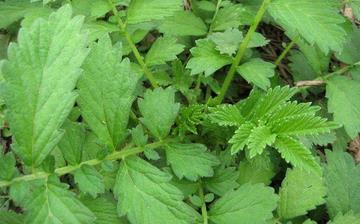 【龍牙菜】龍牙菜的營養價值_龍牙菜怎么做好吃_龍牙菜的做法大全 【龍牙菜】龍牙菜的營養價值_龍牙菜怎么做好吃_龍牙菜的做法大全