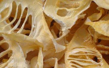 【玉蘭片】玉蘭片的營養價值_玉蘭片怎么做好吃_玉蘭片的做法大全 【玉蘭片】玉蘭片的營養價值_玉蘭片怎么做好吃_玉蘭片的做法大全