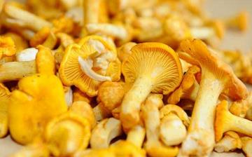 【雞油菌】雞油菌的營養(yǎng)價值_雞油菌怎么做好吃_雞油菌的做法大全 【雞油菌】雞油菌的營養(yǎng)價值_雞油菌怎么做好吃_雞油菌的做法大全