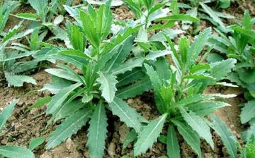 【大薊】大薊的營養(yǎng)價值_大薊怎么做好吃_大薊的做法大全 【大薊】大薊的營養(yǎng)價值_大薊怎么做好吃_大薊的做法大全