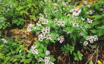 【胡枝子】胡枝子的營(yíng)養(yǎng)價(jià)值_胡枝子怎么做好吃_胡枝子的做法大全 【胡枝子】胡枝子的營(yíng)養(yǎng)價(jià)值_胡枝子怎么做好吃_胡枝子的做法大全