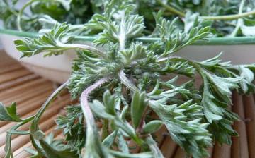 【茵陳蒿】茵陳蒿的營養價值_茵陳蒿怎么做好吃_茵陳蒿的做法大全