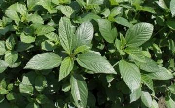 【黃麻】黃麻的營養價值_菜用黃麻怎么做好吃_菜用黃麻的做法大全 【黃麻】黃麻的營養價值_菜用黃麻怎么做好吃_菜用黃麻的做法大全