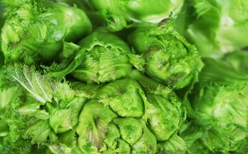 【兒菜】兒菜的功效與作用營養價值_兒菜怎么做好吃_兒菜的做法大全 【兒菜】兒菜的功效與作用營養價值_兒菜怎么做好吃_兒菜的做法大全