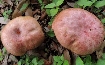 【紅蘑】紅蘑的功效與作用營養(yǎng)價值_紅蘑怎么做好吃_紅蘑的做法大全 【紅蘑】紅蘑的功效與作用營養(yǎng)價值_紅蘑怎么做好吃_紅蘑的做法大全